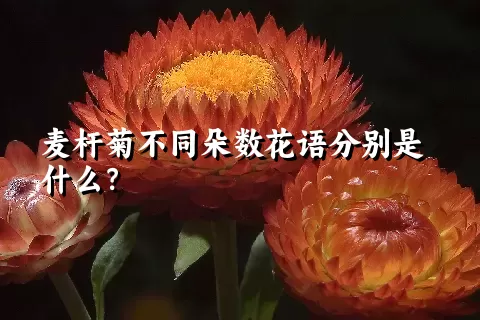 麦杆菊不同朵数花语分别是什么？