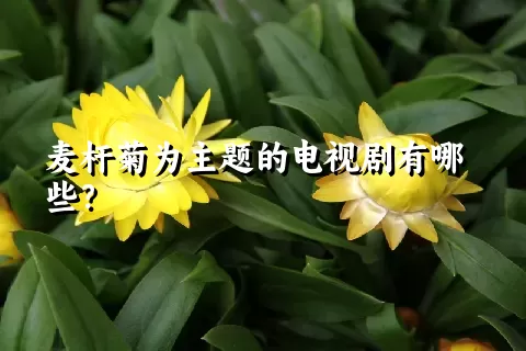 麦杆菊为主题的电视剧有哪些？