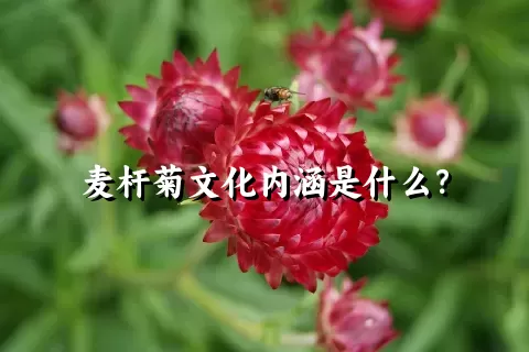 麦杆菊文化内涵是什么？