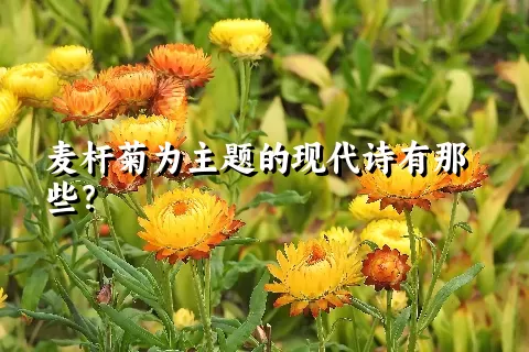 麦杆菊为主题的现代诗有那些？