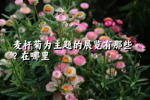 麦杆菊为主题的展览有那些？在哪里