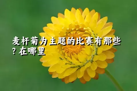 麦杆菊为主题的比赛有那些？在哪里