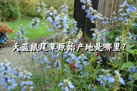 天蓝鼠尾草原始产地是哪里？