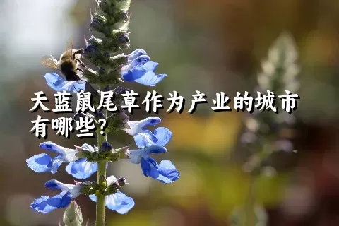 天蓝鼠尾草作为产业的城市有哪些？