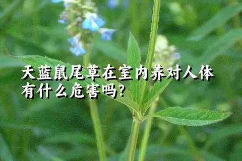 天蓝鼠尾草在室内养对人体有什么危害吗？