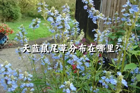 天蓝鼠尾草分布在哪里?