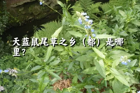 天蓝鼠尾草之乡（都）是哪里？