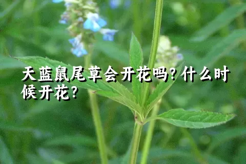 天蓝鼠尾草会开花吗？什么时候开花？