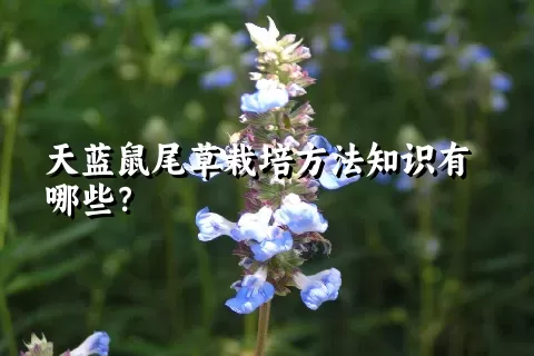 天蓝鼠尾草栽培方法知识有哪些？