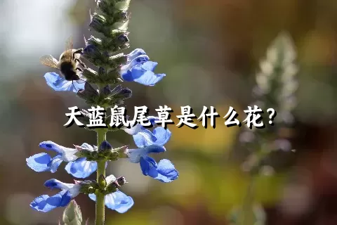 天蓝鼠尾草是什么花？