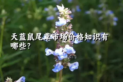 天蓝鼠尾草市场价格知识有哪些？