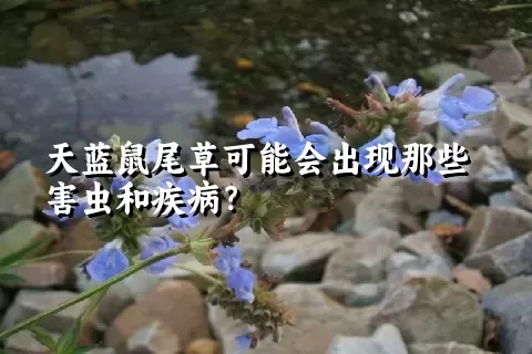 天蓝鼠尾草可能会出现那些害虫和疾病？