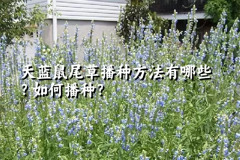 天蓝鼠尾草播种方法有哪些？如何播种？