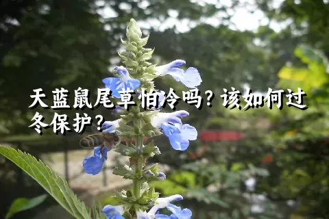 天蓝鼠尾草怕冷吗？该如何过冬保护？