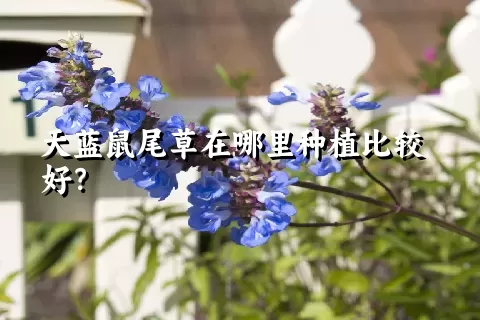 天蓝鼠尾草在哪里种植比较好？