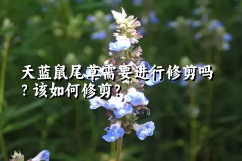 天蓝鼠尾草需要进行修剪吗？该如何修剪？