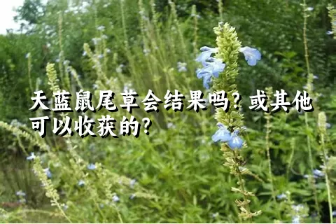 天蓝鼠尾草会结果吗？或其他可以收获的？