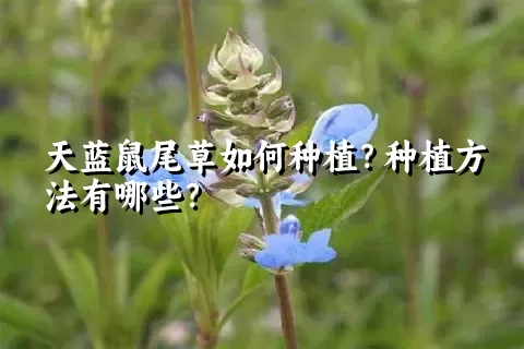 天蓝鼠尾草如何种植？种植方法有哪些？