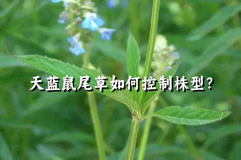 天蓝鼠尾草如何控制株型？