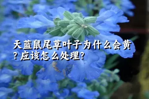 天蓝鼠尾草叶子为什么会黄？应该怎么处理？