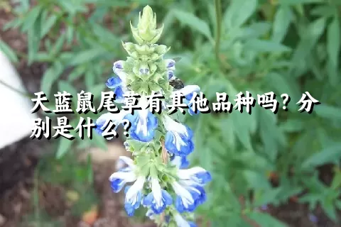 天蓝鼠尾草有其他品种吗？分别是什么？