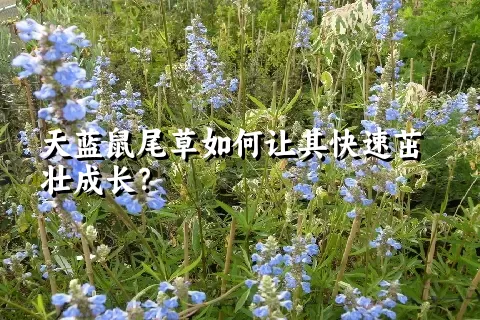 天蓝鼠尾草如何让其快速茁壮成长？