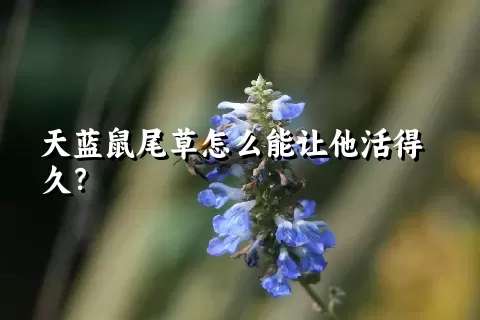 天蓝鼠尾草怎么能让他活得久？