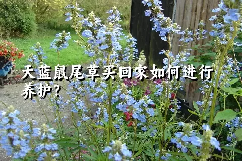 天蓝鼠尾草买回家如何进行养护？