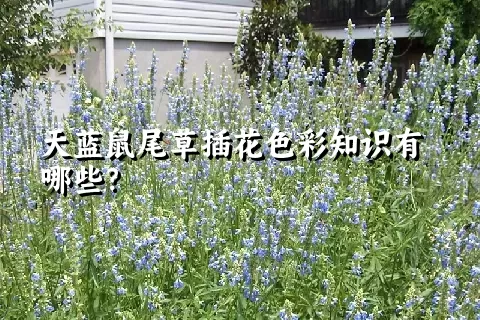 天蓝鼠尾草插花色彩知识有哪些？