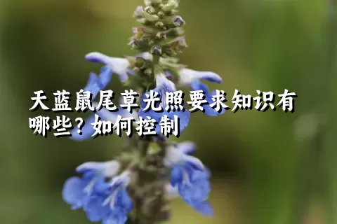 天蓝鼠尾草光照要求知识有哪些？如何控制