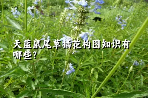 天蓝鼠尾草插花构图知识有哪些？