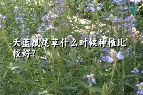 天蓝鼠尾草什么时候种植比较好？