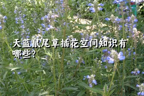 天蓝鼠尾草插花空间知识有哪些？