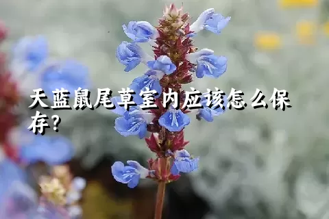 天蓝鼠尾草室内应该怎么保存？