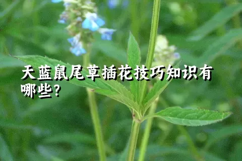 天蓝鼠尾草插花技巧知识有哪些？