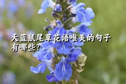 天蓝鼠尾草花语唯美的句子有哪些？