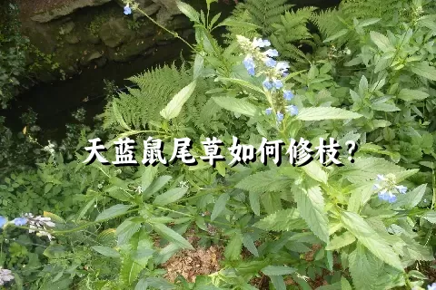 天蓝鼠尾草如何修枝？