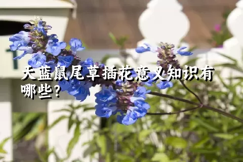 天蓝鼠尾草插花意义知识有哪些？