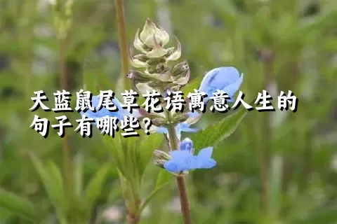 天蓝鼠尾草花语寓意人生的句子有哪些？