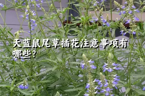 天蓝鼠尾草插花注意事项有哪些？