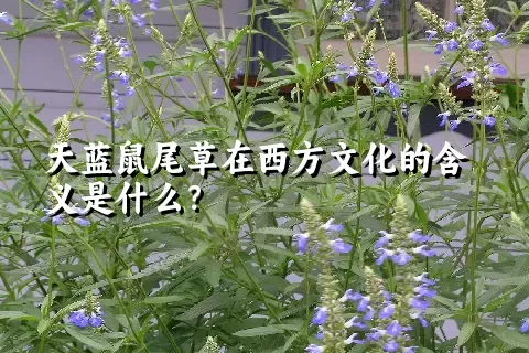 天蓝鼠尾草在西方文化的含义是什么？