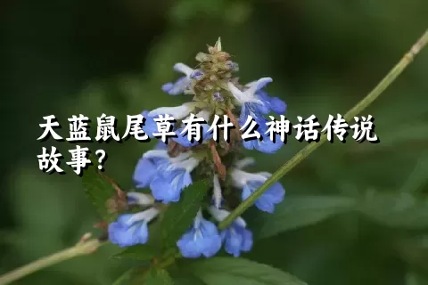 天蓝鼠尾草有什么神话传说故事？