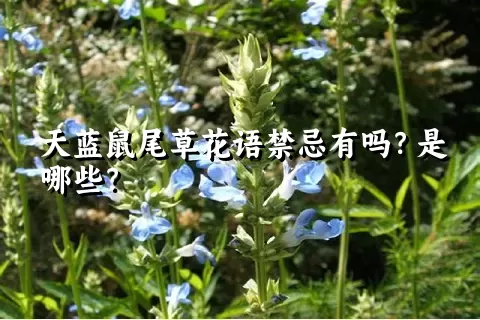 天蓝鼠尾草花语禁忌有吗？是哪些？