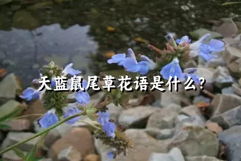 天蓝鼠尾草花语是什么？