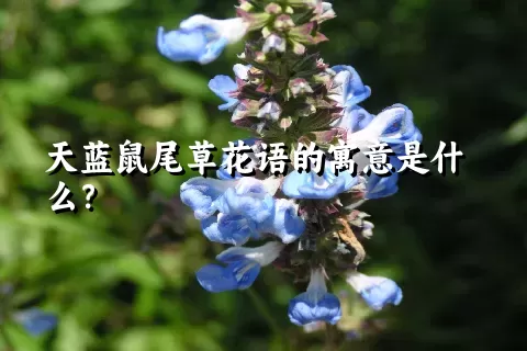 天蓝鼠尾草花语的寓意是什么？