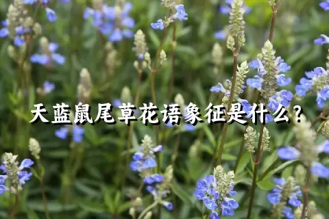 天蓝鼠尾草花语象征是什么？