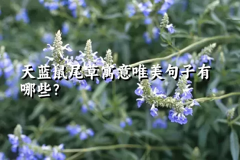 天蓝鼠尾草寓意唯美句子有哪些？