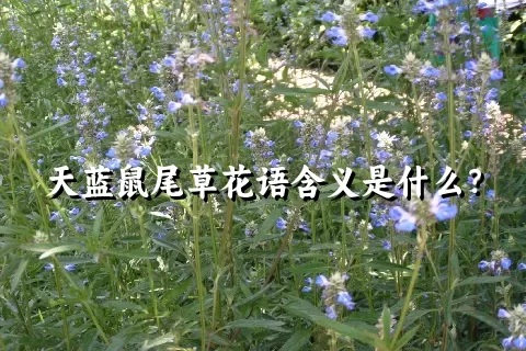 天蓝鼠尾草花语含义是什么？