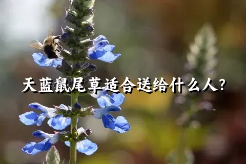 天蓝鼠尾草适合送给什么人？