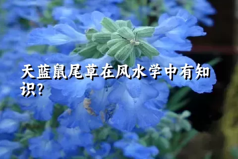 天蓝鼠尾草在风水学中有知识？